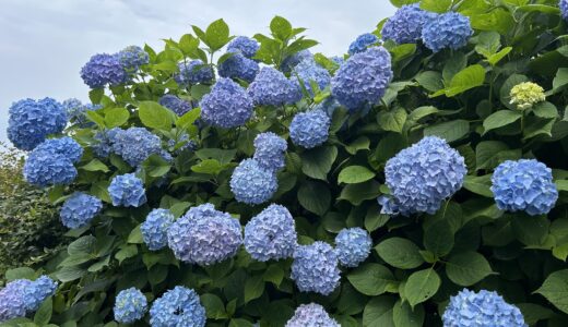 サンセットシャトルタクシーで行く『紫雲出山の梅雨を彩どる紫陽花』